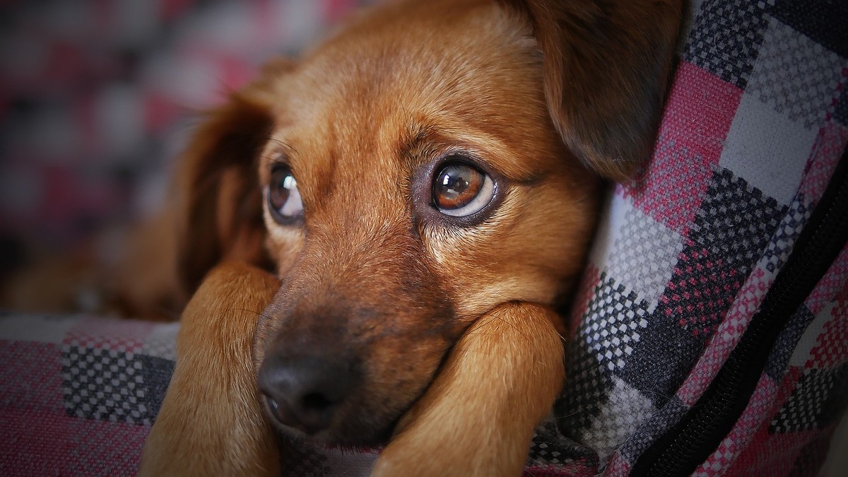 Se estou triste meu pet também fica? Especialistas explicam como as emoções humanas afetam os animais e vice-versa | Tem mais pet