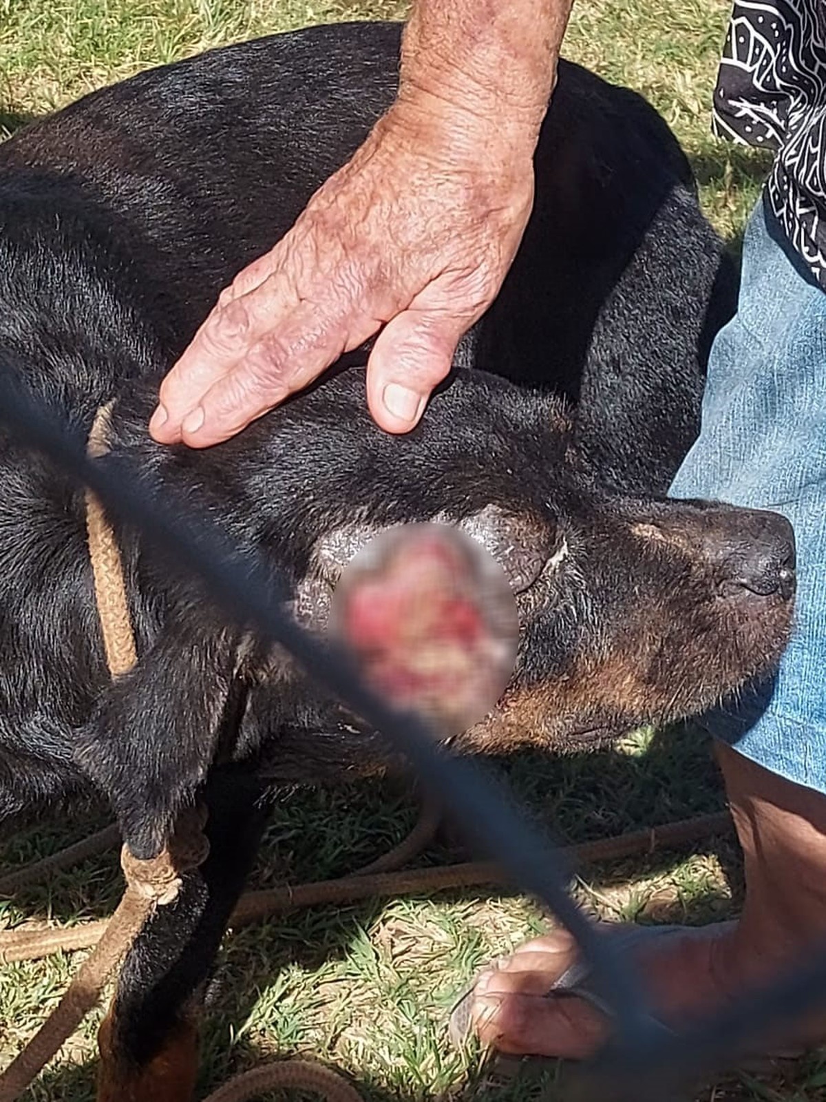 Sem procurar veterinário, dono de chácara usa banha de porco para tratar ferimento de cão rottweiler e acaba autuado por maus-tratos | Presidente Prudente e Região