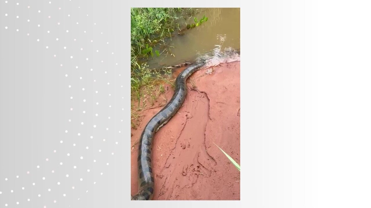 Sucuri de seis metros é resgatada em sítio de Junqueirópolis; VÍDEO