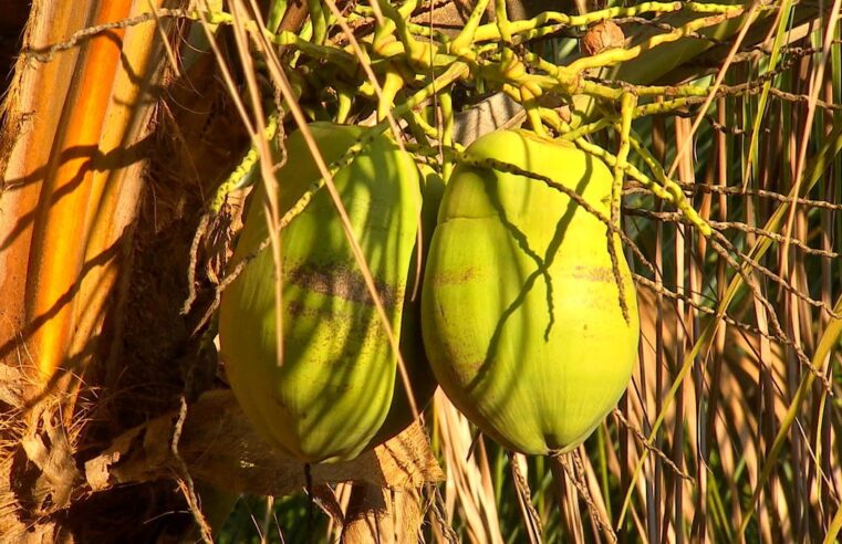 Veja cuidados para manter pés de fruta na propriedade rural | Nosso Campo