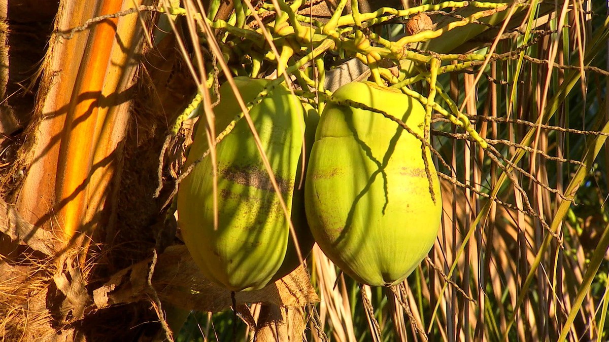 Veja cuidados para manter pés de fruta na propriedade rural | Nosso Campo