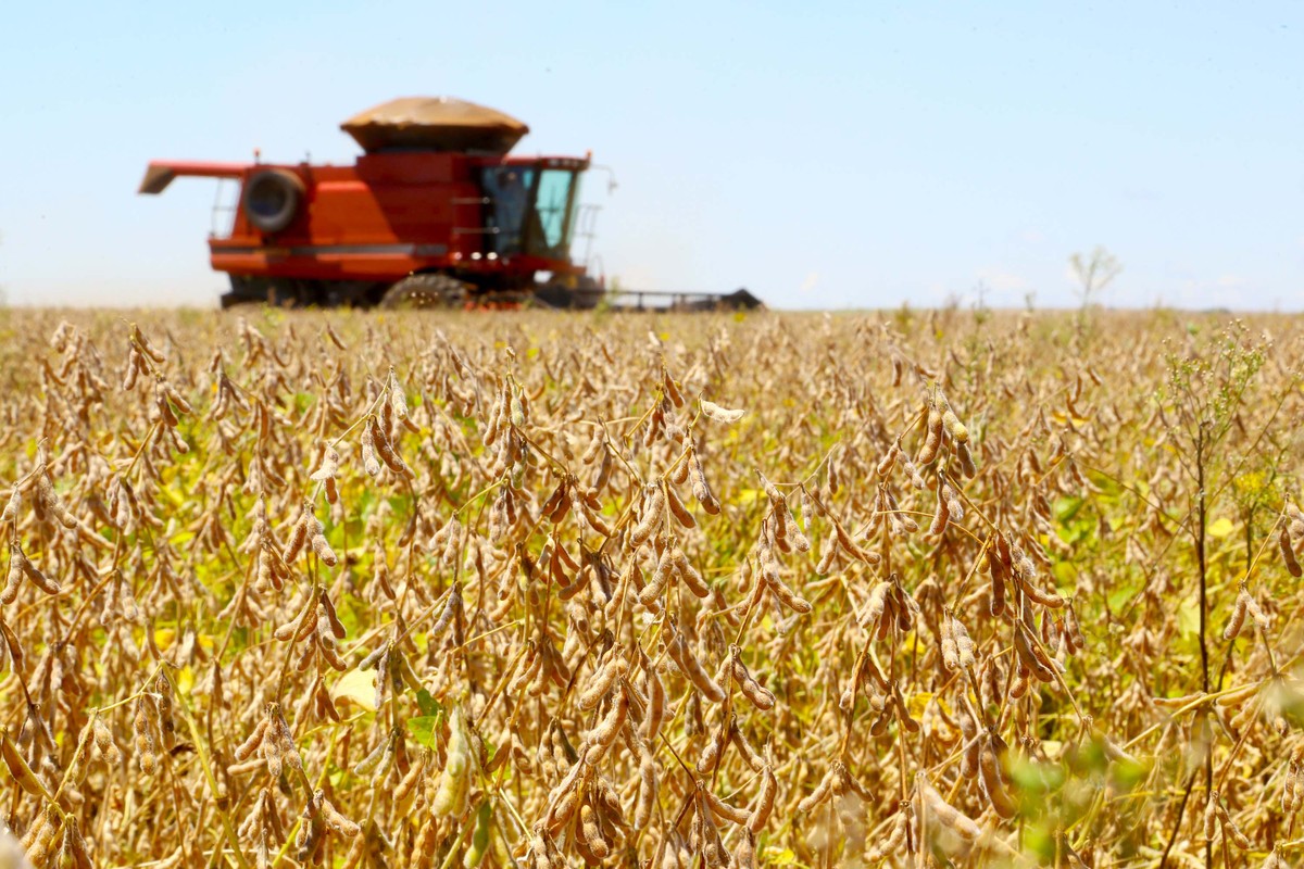 Cadeia da soja e biodiesel tem PIB de R$ 635,9 bilhões e equivale a 6% da produção do Brasil, aponta USP | Piracicaba e Região