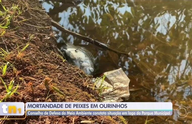 Laudo aponta mortandade de peixe em lago com obras para virar praia artificial em Ourinhos