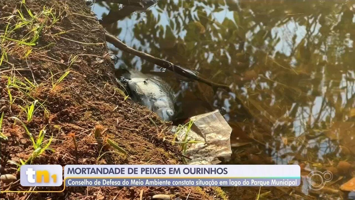 Laudo aponta mortandade de peixe em lago com obras para virar praia artificial em Ourinhos