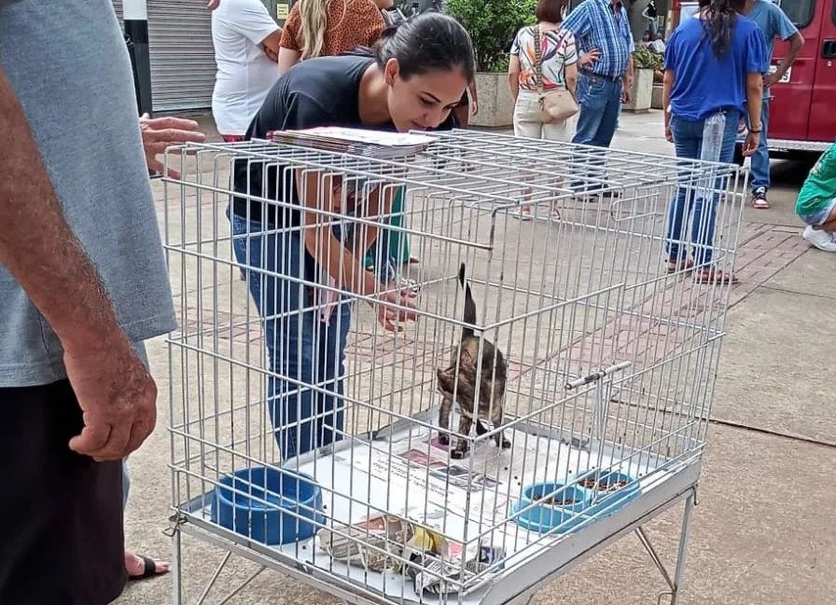 CCZ realiza feira de adoção de gatos na Praça Nove de Julho, em Presidente Prudente