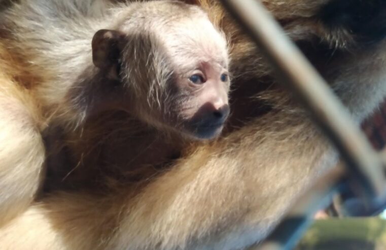 Filhote de bugio-preto nasce em Zoológico de Bauru; espécie está ameaçada de extinção; FOTOS