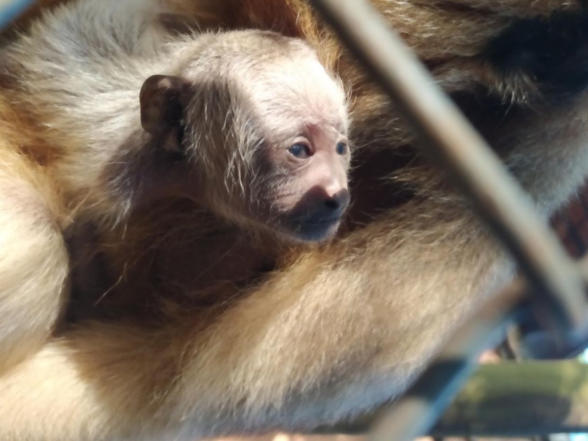 Filhote de bugio-preto nasce em Zoológico de Bauru; espécie está ameaçada de extinção; FOTOS