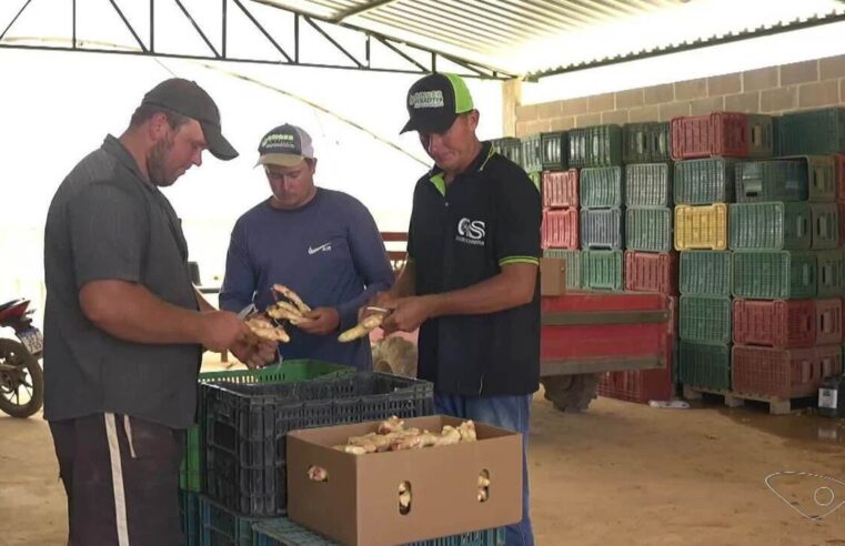 Maior exportador de gengibre do Brasil aposta na qualidade para enfrentar produto chinês que entrou no mercado