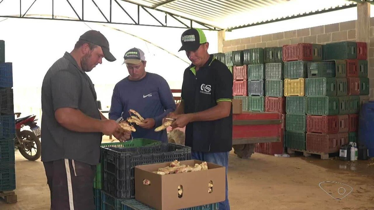 Maior exportador de gengibre do Brasil aposta na qualidade para enfrentar produto chinês que entrou no mercado