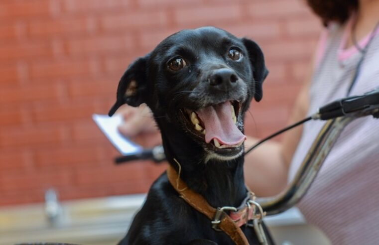 Botucatu realiza mutirão de castração de animais; veja como agendar