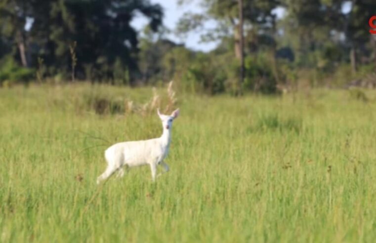 Biólogo faz registro raríssimo de veado campeiro albino no Pantanal: 'Um em 1 milhão'