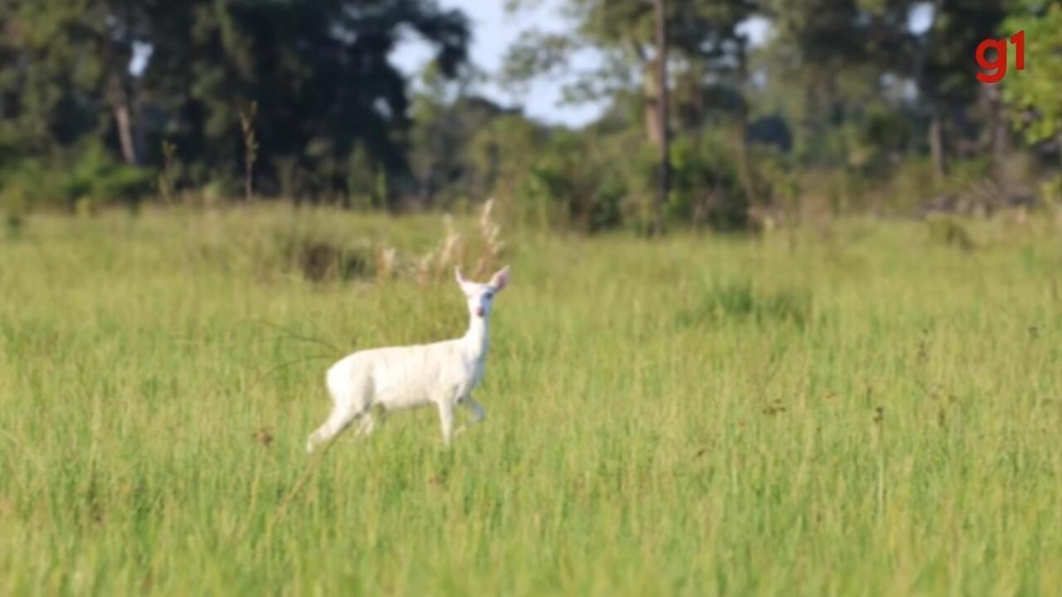 Biólogo faz registro raríssimo de veado campeiro albino no Pantanal: 'Um em 1 milhão'