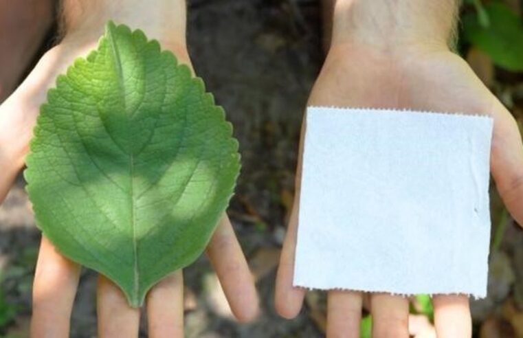 A planta usada como alternativa ao papel higiênico na África e nos EUA