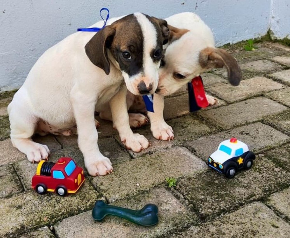 Feira de adoção responsável de cães acontece neste sábado na Vila São Jorge, em Presidente Prudente