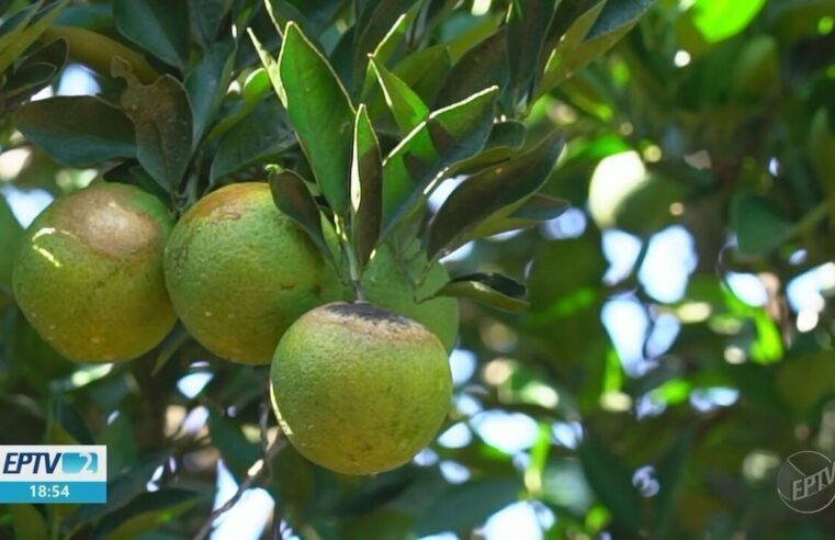 Produtores de laranja usam 'protetor solar' nas plantas para evitar prejuízos com calor excessivo no interior de SP