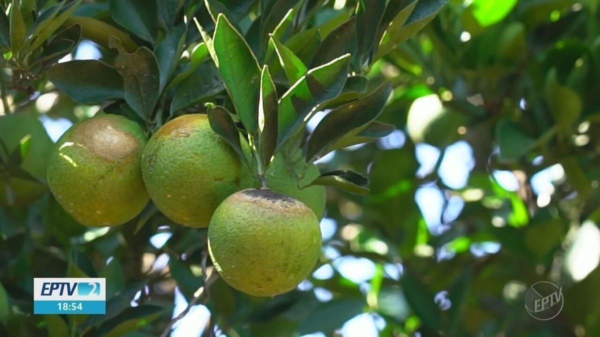 Produtores de laranja usam 'protetor solar' nas plantas para evitar prejuízos com calor excessivo no interior de SP