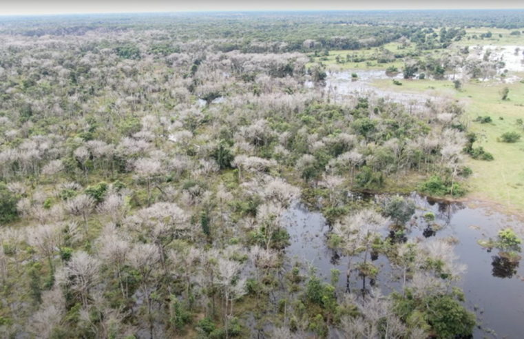 Pantanal: como 'furos' em lei permitiram que fazendeiro suspeito de usar agrotóxico da Guerra do Vietnã recebesse empréstimos públicos