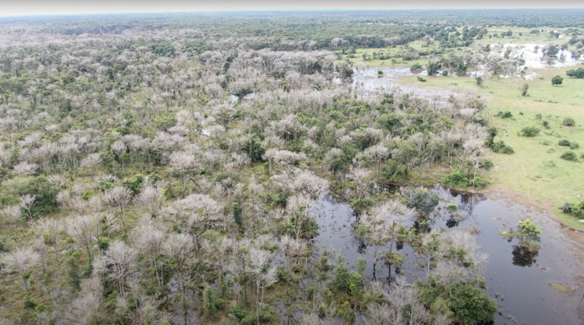 Pantanal: como 'furos' em lei permitiram que fazendeiro suspeito de usar agrotóxico da Guerra do Vietnã recebesse empréstimos públicos