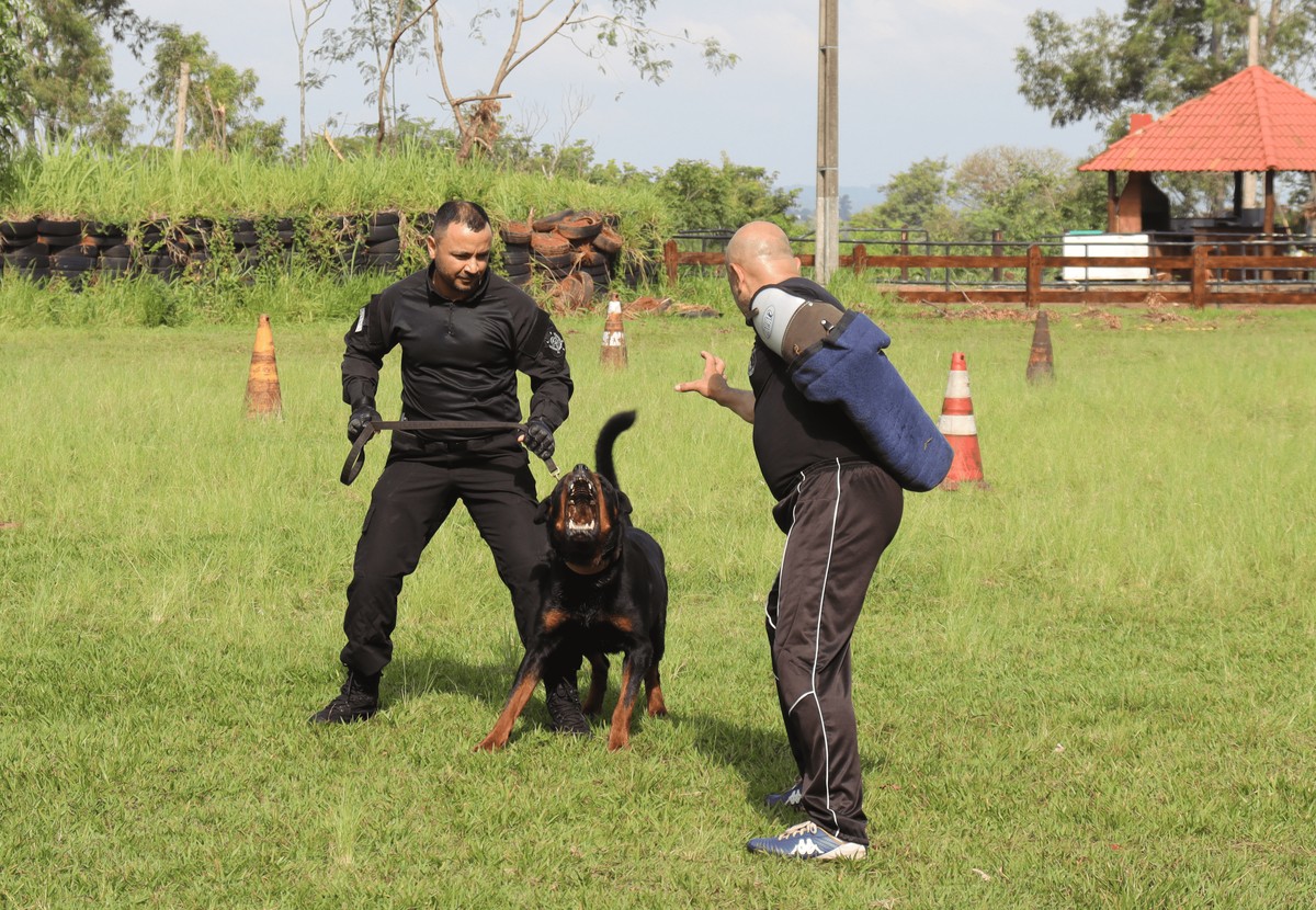 Canil do 8° Baep realiza treinamento de guarda e proteção com cães, em Presidente Prudente | Presidente Prudente e Região