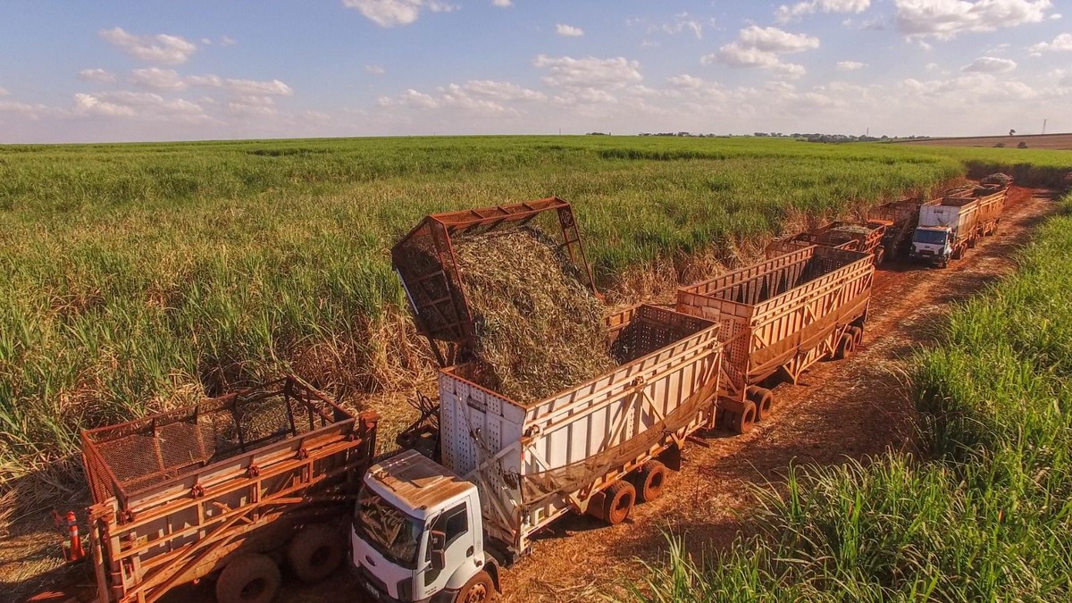 Centro-Sul fecha safra 2023/2024 com recorde histórico na produção de cana-de-açúcar e alta de 19% | Estação Agro