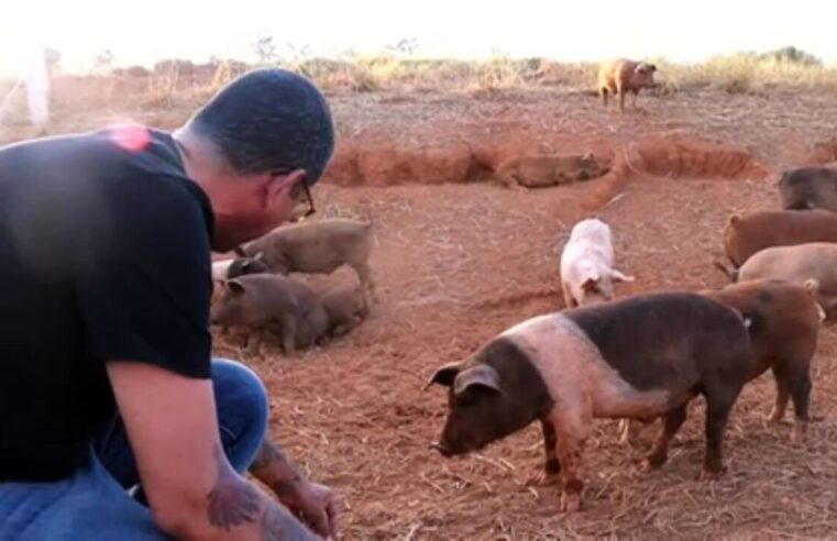 Como criar porcos: veja 500 perguntas e respostas sobre o tema | Globo Rural