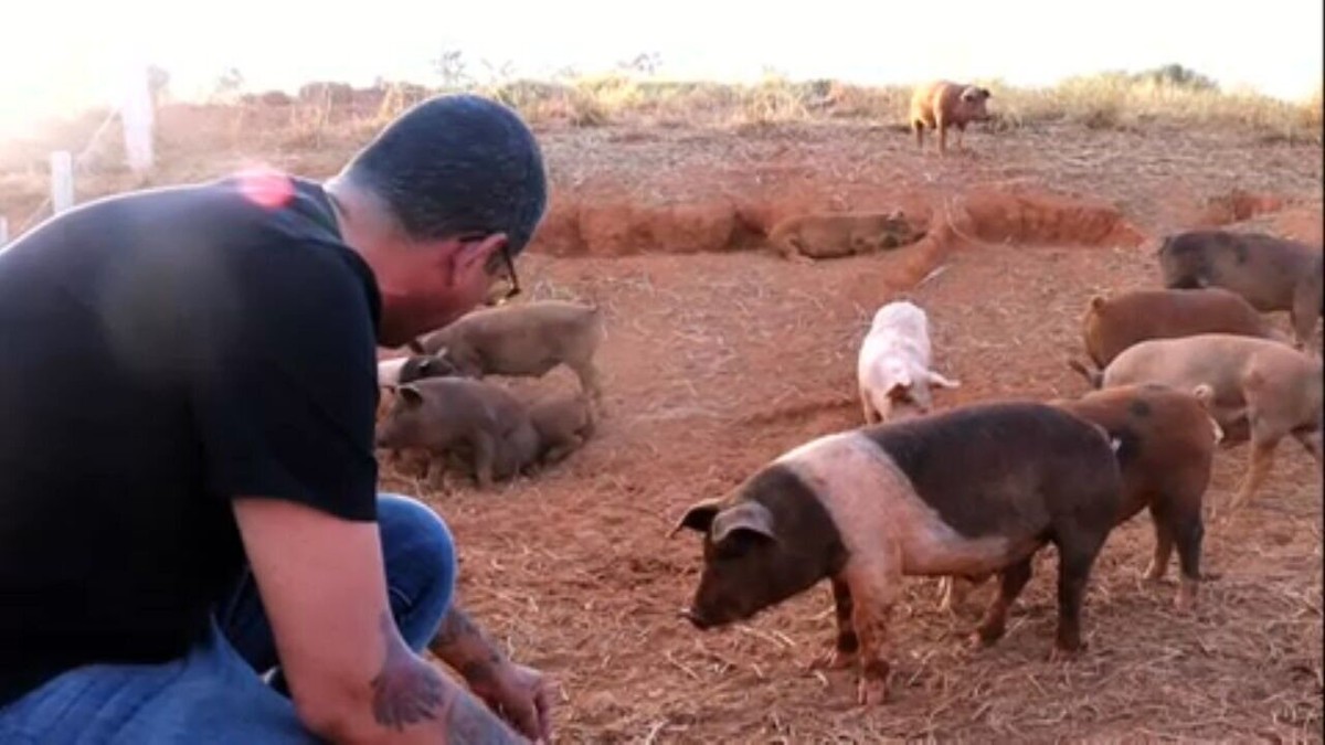 Como criar porcos: veja 500 perguntas e respostas sobre o tema | Globo Rural