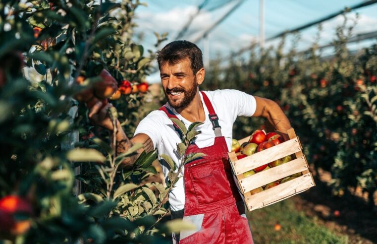 Da terra à mesa: Dicas essenciais para o cultivo de maçãs | Bradesco