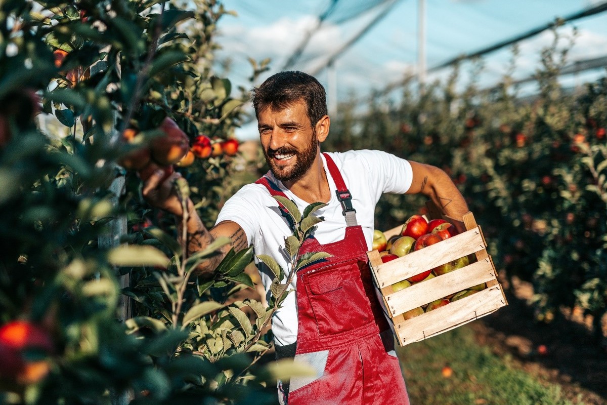 Da terra à mesa: Dicas essenciais para o cultivo de maçãs | Bradesco