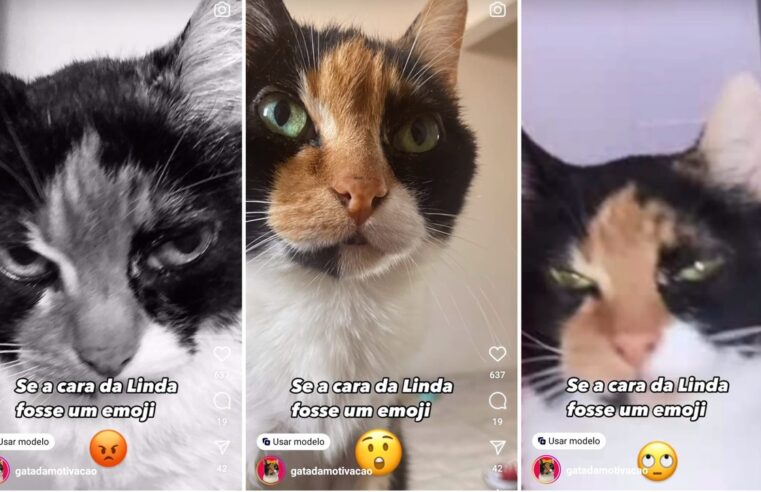 Das ruas à fama: conheça Linda, a gata idosa que virou a ‘influencer’ da motivação | Tem mais pet