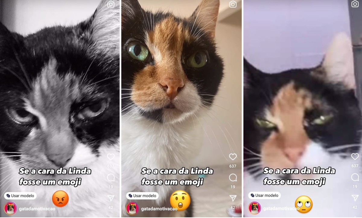 Das ruas à fama: conheça Linda, a gata idosa que virou a ‘influencer’ da motivação | Tem mais pet