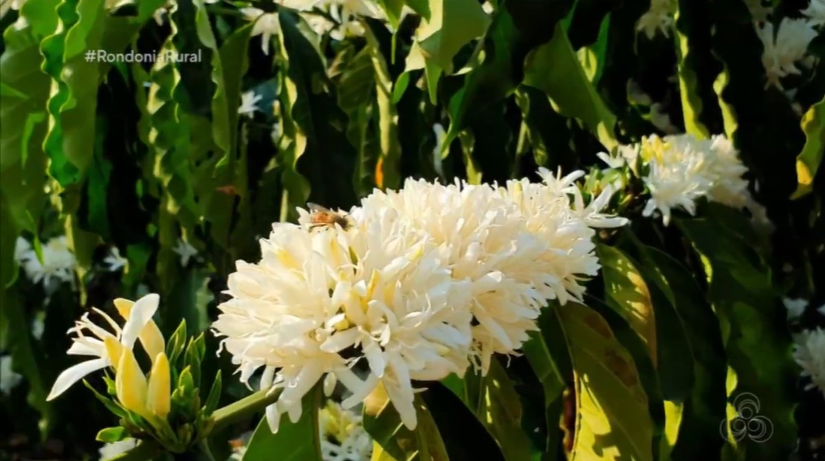 Estudo comprova desmatamento zero em parte da região produtora de café de Rondônia; entenda | Rondônia Rural