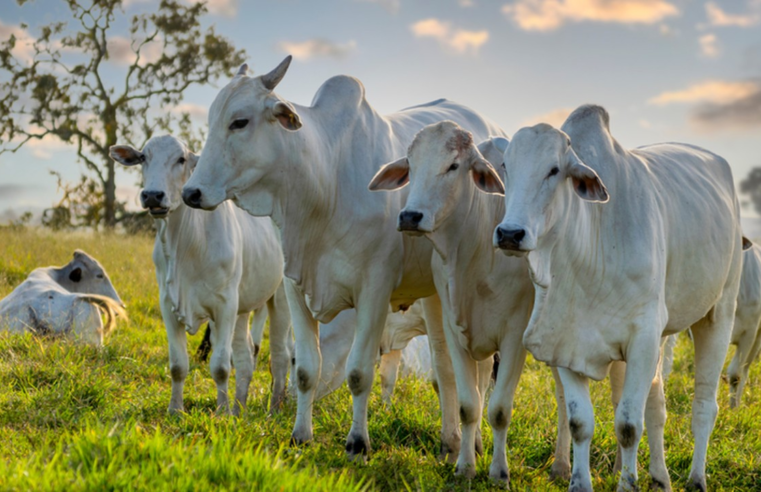 Febre aftosa: 16 estados do Brasil e o DF não precisam mais vacinar bovinos contra a doença | Agronegócios