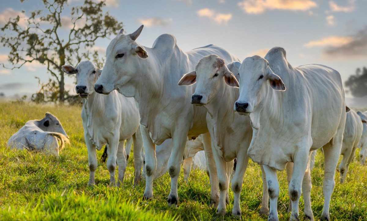 Febre aftosa: 16 estados do Brasil e o DF não precisam mais vacinar bovinos contra a doença | Agronegócios