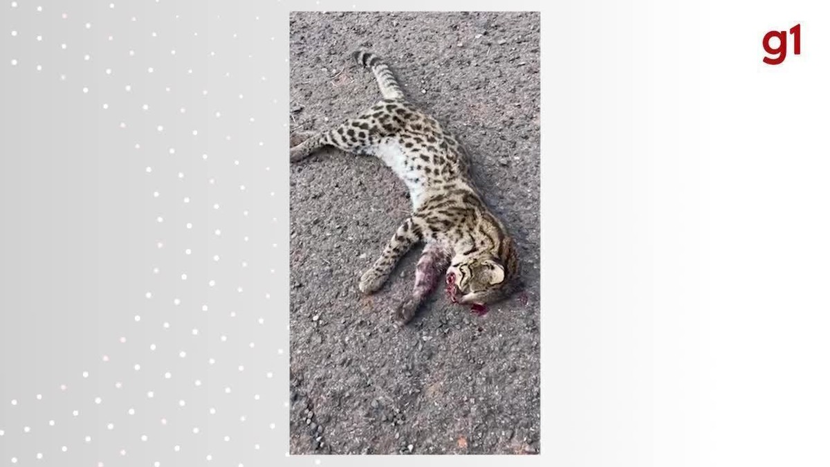 Gato-do-mato morre após ser atropelado na Rodovia Ângelo Rena, em Presidente Prudente