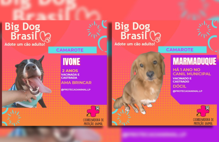 Hey, ‘Doghers’: canil municipal promove adoção de pets ao estilo reality show em Lençóis Paulista | Tem mais pet