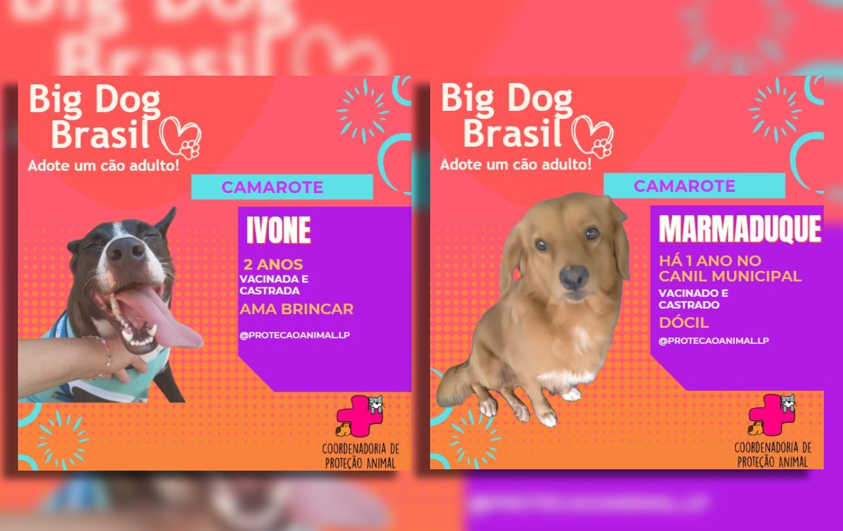 Hey, ‘Doghers’: canil municipal promove adoção de pets ao estilo reality show em Lençóis Paulista | Tem mais pet