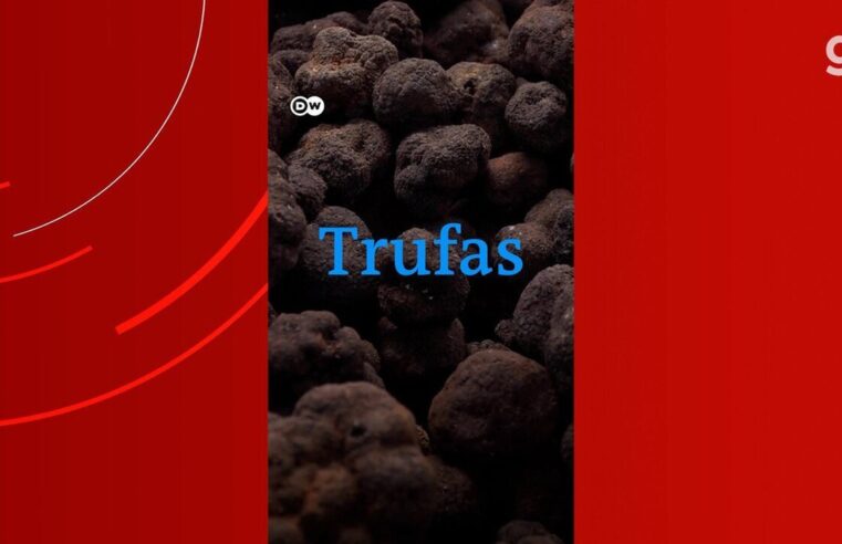 Italiano e cão farejador caçam trufa branca que pode custar R$ 54 mil o quilo; veja VÍDEO