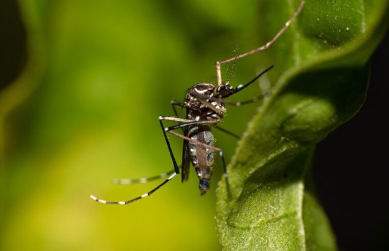 Jovem sem comorbidade morre por dengue em Bauru