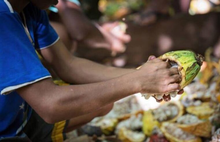 Menos renda, mais trabalho infantil: os efeitos devastadores da crise do cacau no sul da Bahia ao longo de gerações | Agronegócios