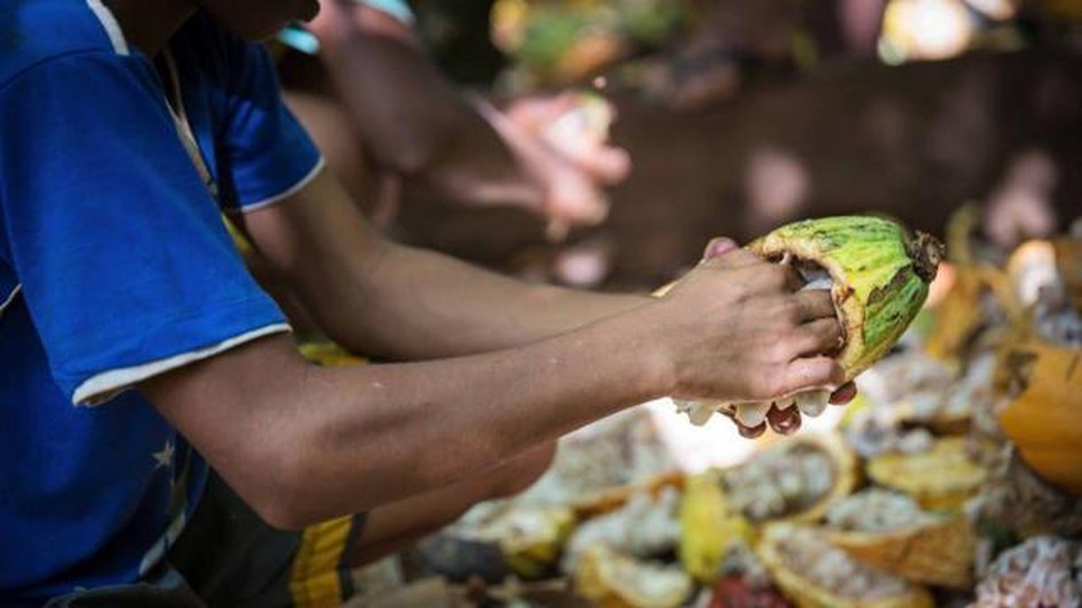 Menos renda, mais trabalho infantil: os efeitos devastadores da crise do cacau no sul da Bahia ao longo de gerações | Agronegócios