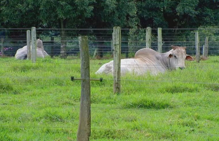 Nosso Campo mostra como funciona centro de coleta de sêmen de touros | Nosso Campo