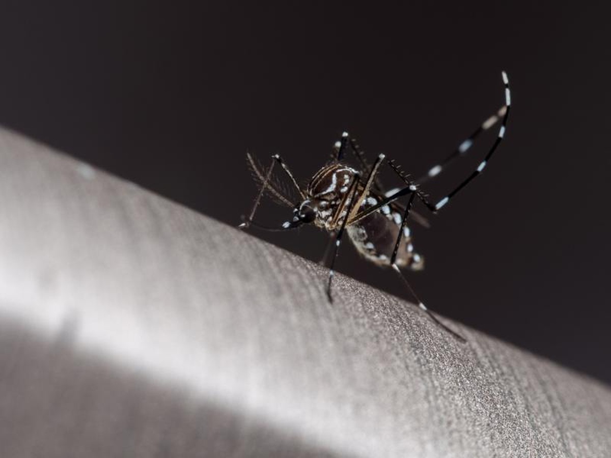 Dengue avança no centro-oeste paulista e mais 4 mortes pela doença são registradas na região