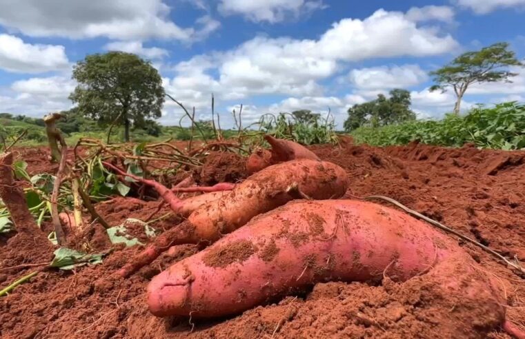 Produção de batata-doce diminui, mas preço melhora | Nosso Campo