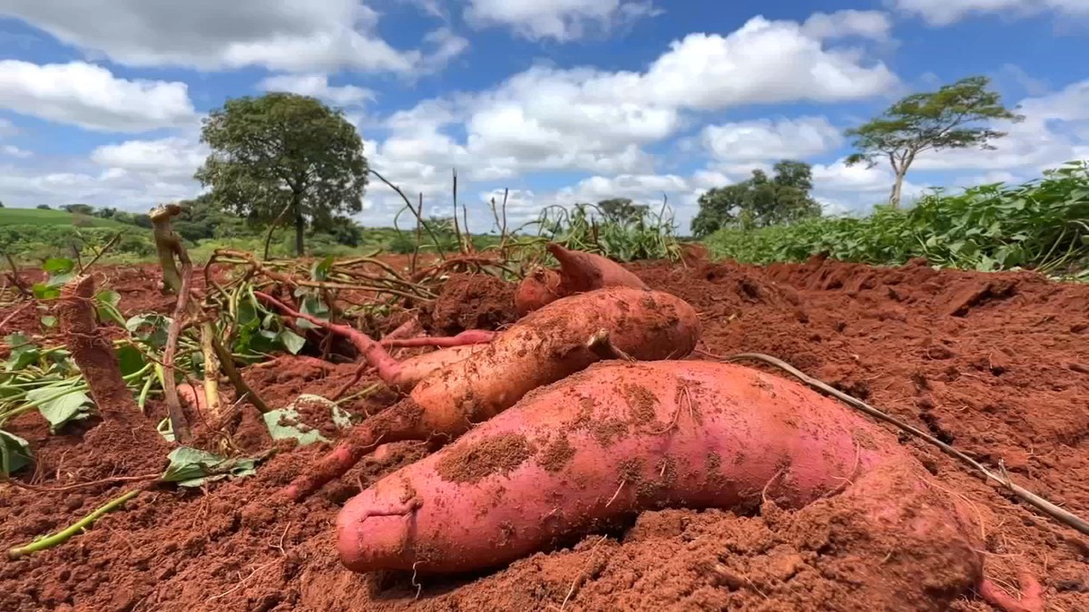 Produção de batata-doce diminui, mas preço melhora | Nosso Campo