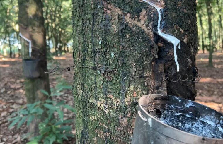 Produção nos seringais aumenta com temperaturas mais baixas | Nosso Campo