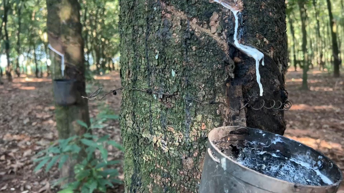 Produção nos seringais aumenta com temperaturas mais baixas | Nosso Campo