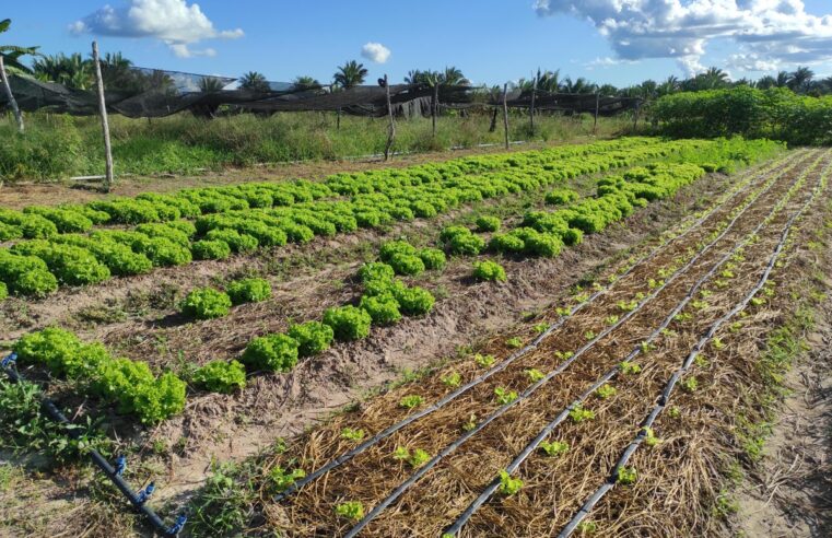 ‘Sisteminha’: projeto de incentivo a agricultura familiar transforma quintal em miniatura de fazenda | Agrishow