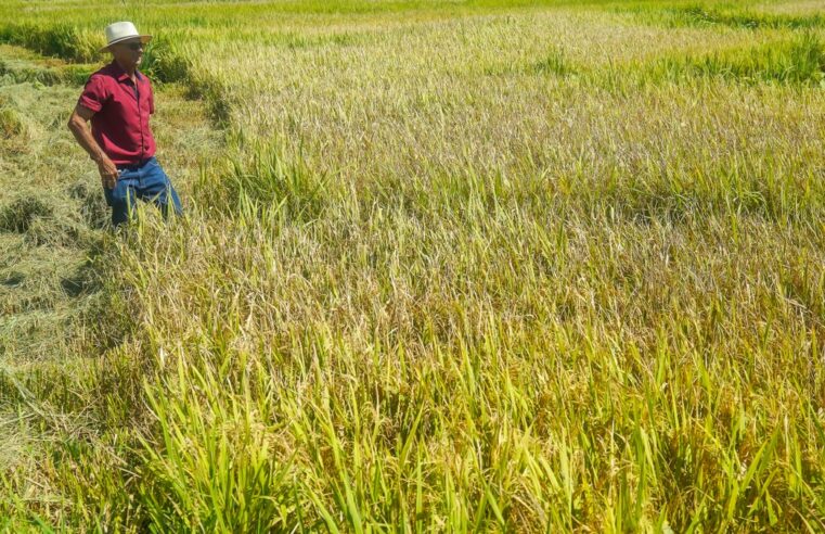 Temporais no RS podem interferir na produção de arroz, alertam produtores; 'Incerteza na safra', diz pesquisa da USP