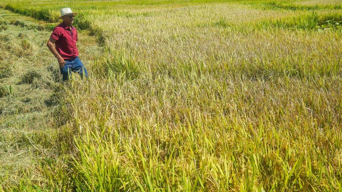 Temporais no RS podem interferir na produção de arroz, alertam produtores; 'Incerteza na safra', diz pesquisa da USP