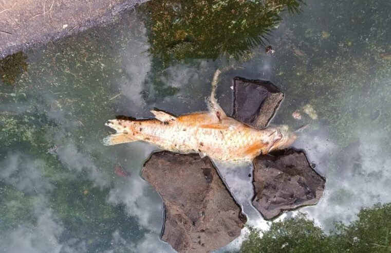 Peixes mortos são encontrados em lago de praça em Tupã